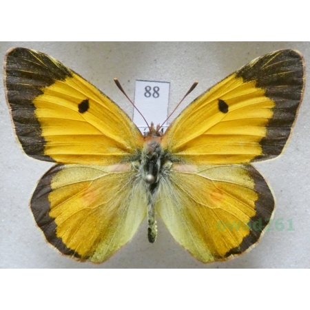 Colias croceus (Geoffroy, 1785) male Szlaczkoń sylwetnik Czech88